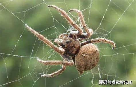 中環風水 蜘蛛網怎麼做